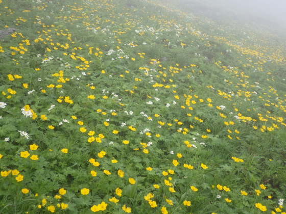 荒川小屋に向かう途中斜面のお花畑
