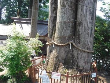 氷川（ひかわ）の三本杉