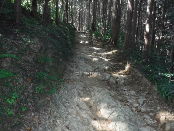 物見山に向かう登山道
