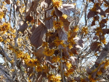 何の花？