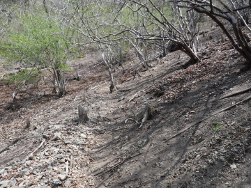 登山道