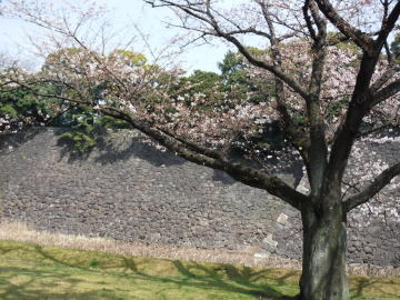 桜と石垣