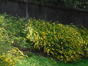 黄色の花