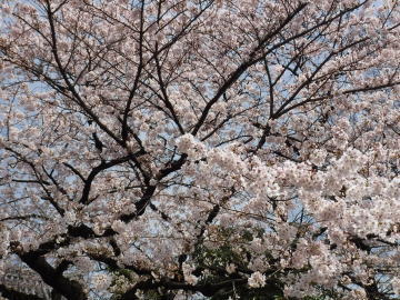 ソメイヨシノ