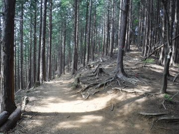 正丸峠への分岐