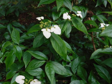 この花をたくさん見かけた