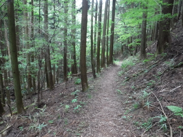 登山道