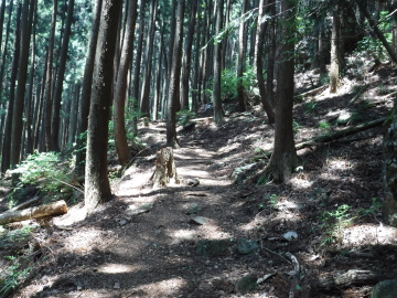 明るい登山道