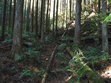 旧正丸峠に向かう登山道