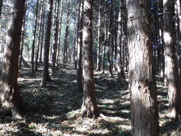 登山道