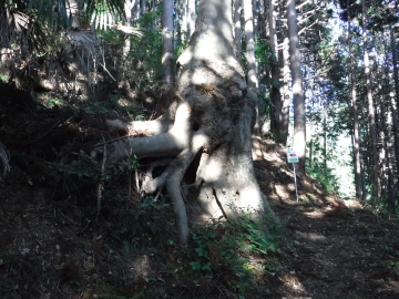 登山道脇にこんな木が