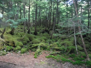 苔生した山中