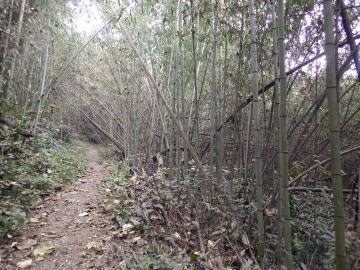 竹林