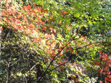 紅葉