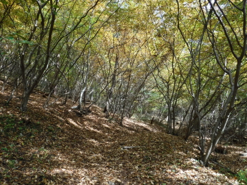 登山道