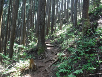 鋸尾根