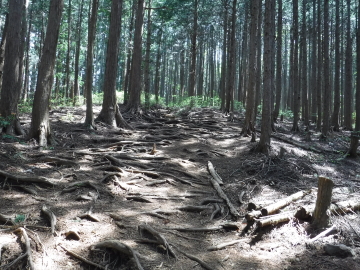 登山道