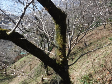 シキザクラ