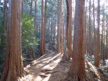 明るい登山道