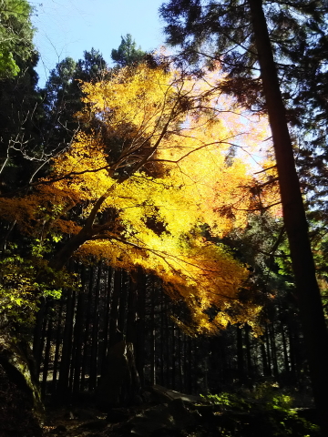 紅葉