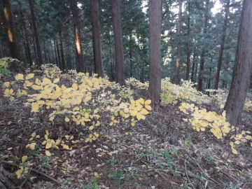紅葉する低木
