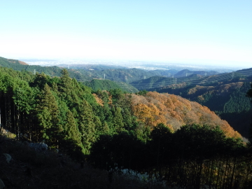 紅葉する森