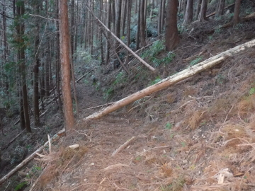 登山道