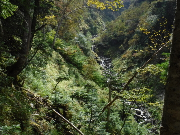 藪沢