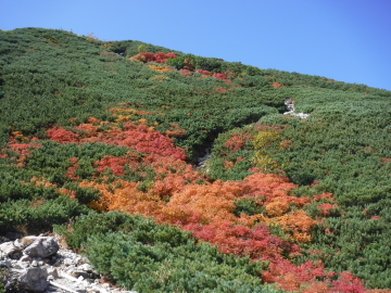 紅葉