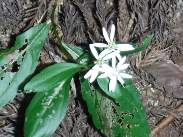 白い小さな花