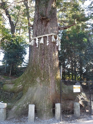 たこ杉