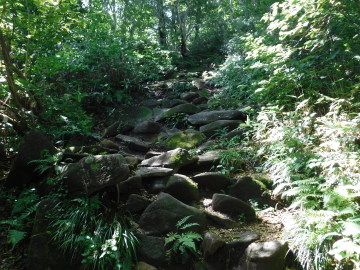 森の中の登山道