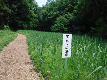 多峯主山へ続く道