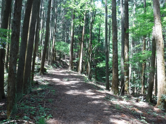 登山道