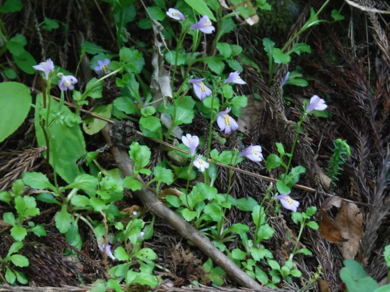 足元の花