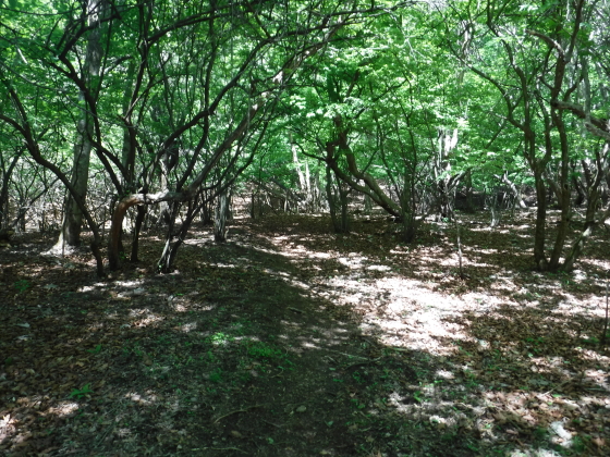登山道