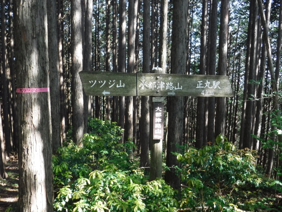 大都津路山（大ツツジ山）