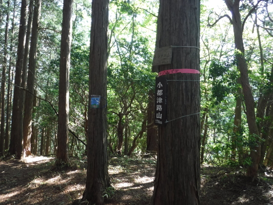 小都津路山（小ツツジ山）