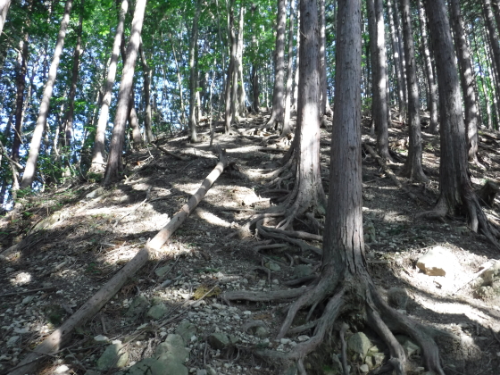 登山道