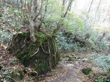 登山道にこんな木も