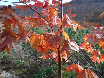 紅葉した木