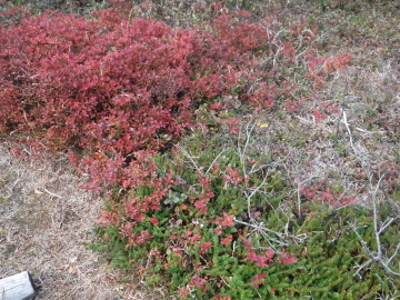低い木の紅葉