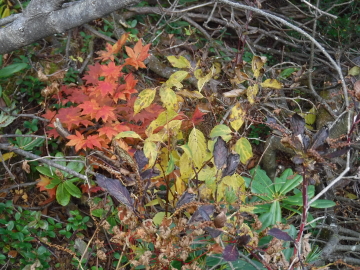 足元の紅葉