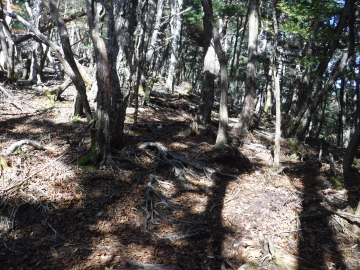 登山道