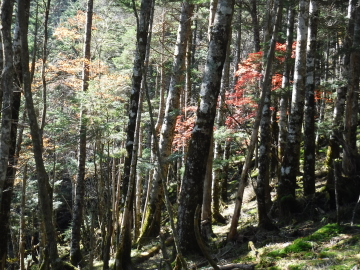 紅葉している木々
