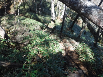 登山道