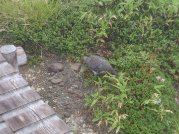 雷鳥