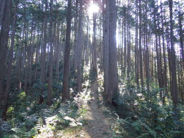 明るい尾根道